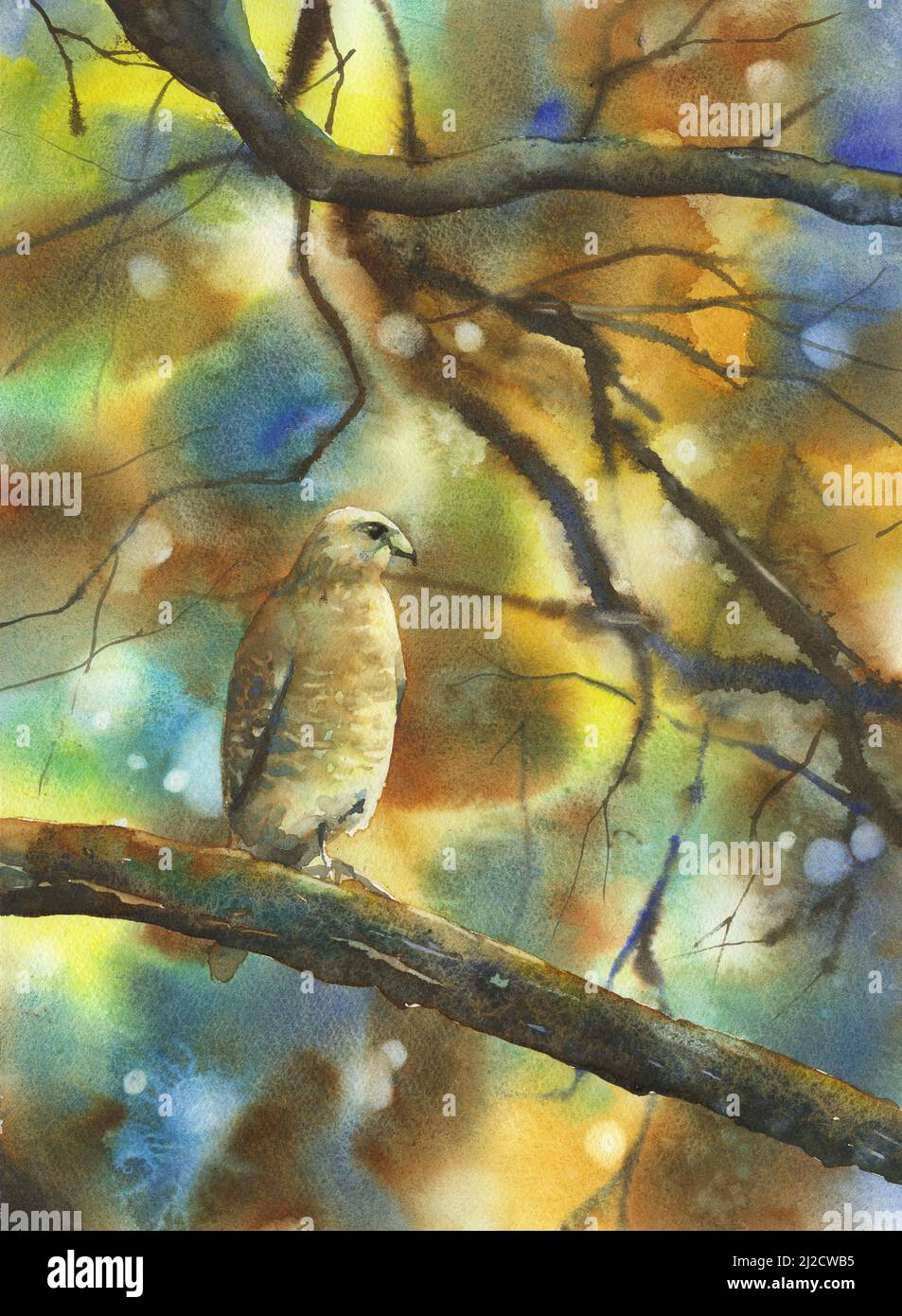 Hawk sitting on branch outside. Watercolor painting of hawk on branch ...