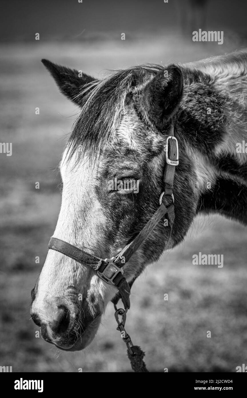 A vertical grayscale shot of the head of a mule Stock Photo