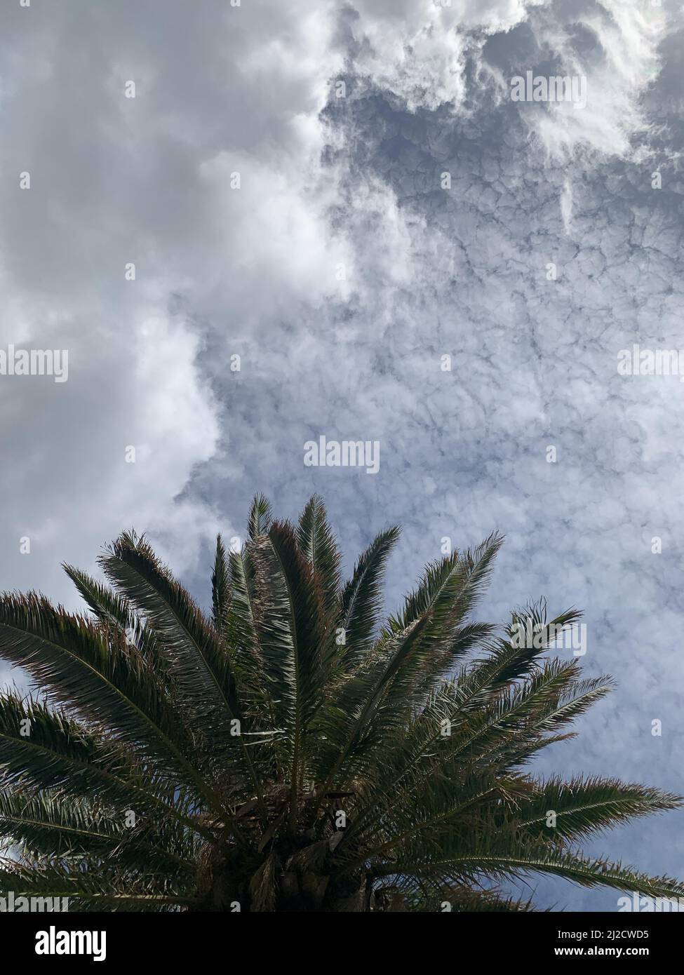A vertical low angle shot of a palm tree in a cloudy sky Stock Photo ...