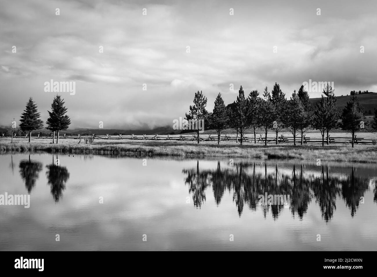 A grayscale of trees in a row near the lake with reflection in the ...