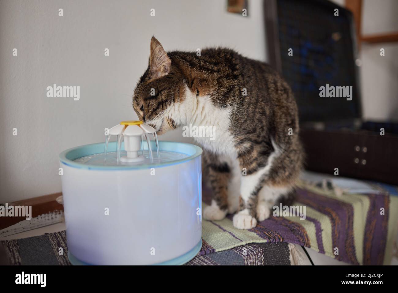 Pet water dispenser with automatic gravity refill Stock Photo Alamy