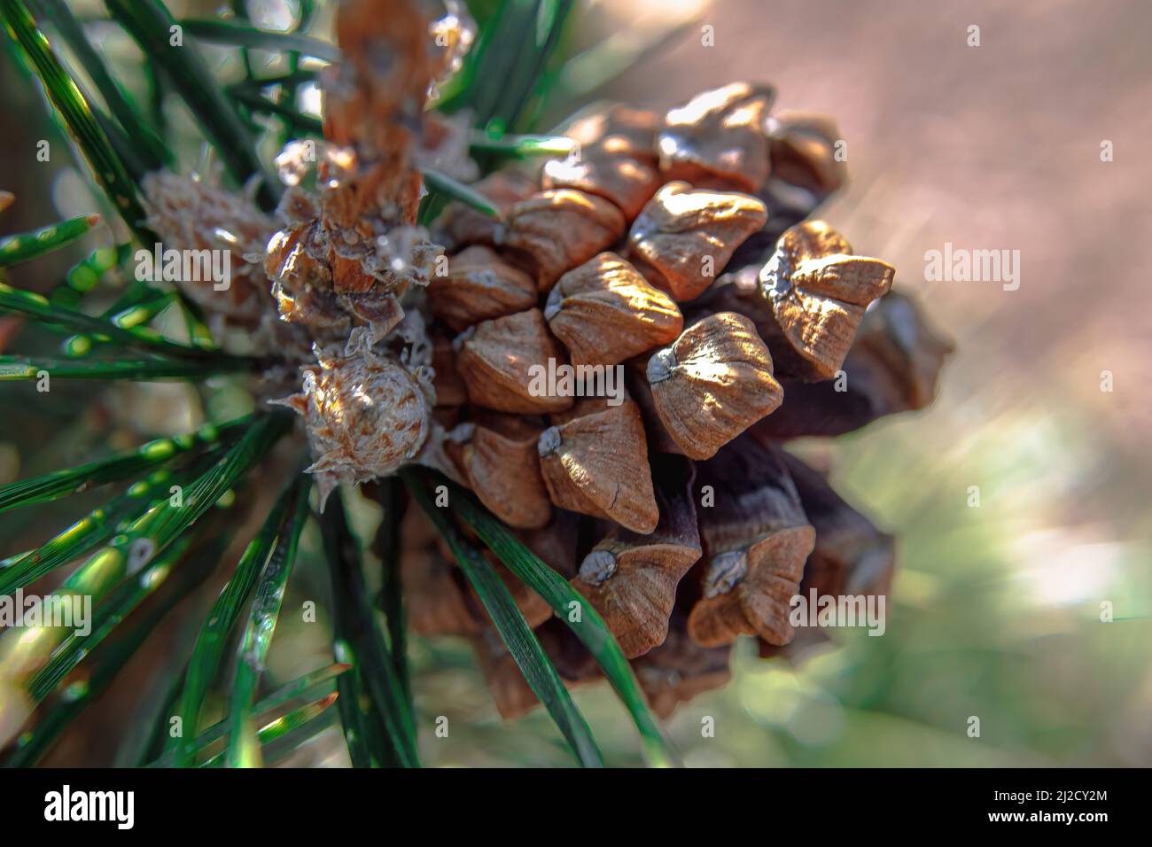 A macro view of pine cone of pinus uncinata a mountain pine tree. Sun shines brightly on it. Stock Photo