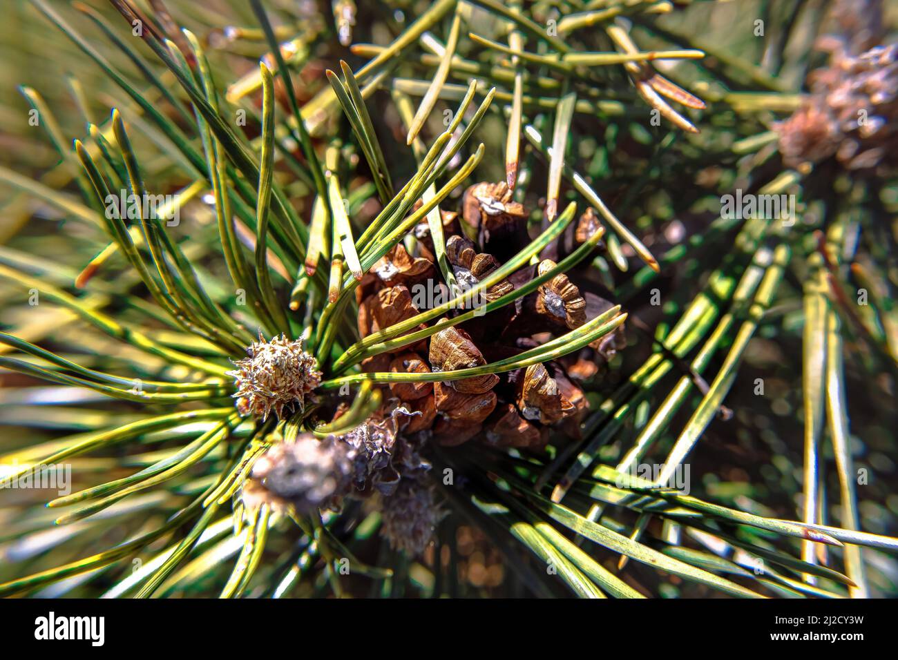 A macro view of pine cone of pinus uncinata a mountain pine tree. Sun shines brightly on it. Stock Photo