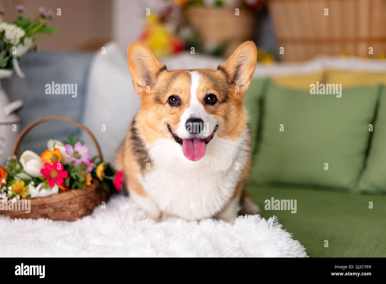 Pembroke Welsh Corgi sitting on a bed with spring flowers Stock Photo