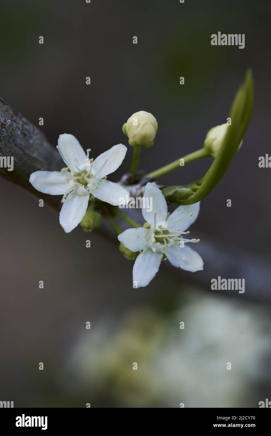Hoary nature hi-res stock photography and images - Alamy