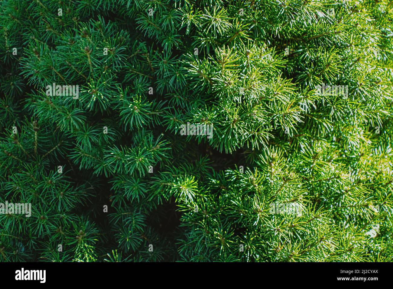 The sun lights up half the tree with the other half being darkened with shadow. A view of picea glauca. Stock Photo