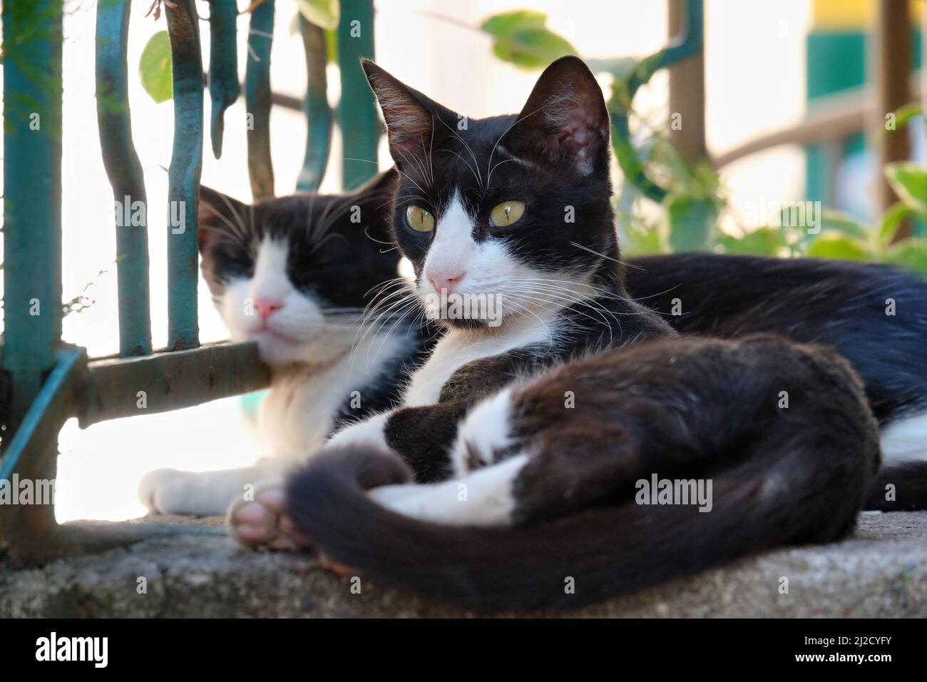 black and white cats lying on the ground Stock Photo - Alamy