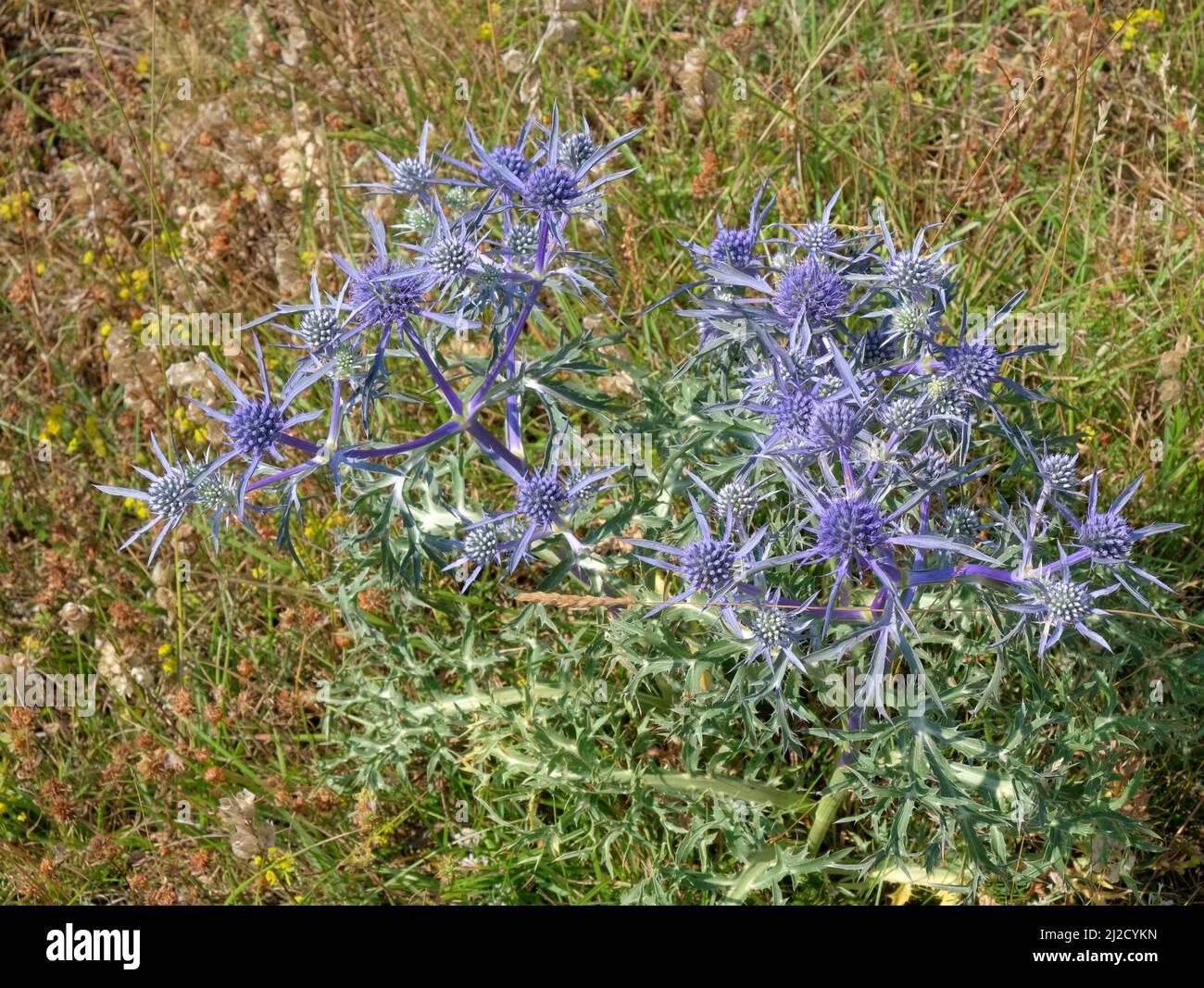 blue sea holly plant flowering, Montenegro Stock Photo