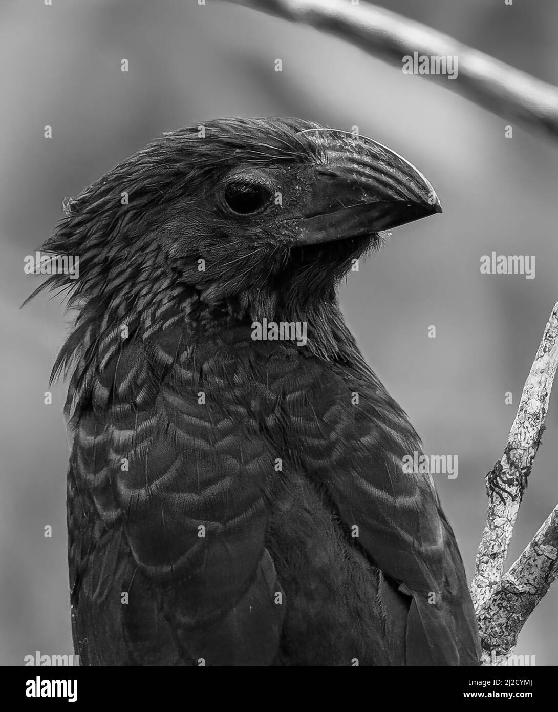 Groove-billed Ani Bird, Crotophaga sulcirostris in Panama, Black and White Image Stock Photo
