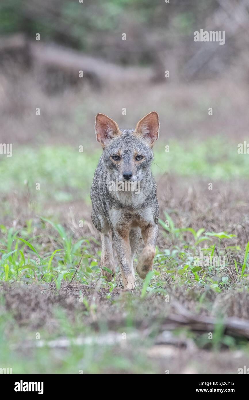 A portrait of a Sechuran fox (Lycalopex sechurae) a small canid endemic to Peru and Ecuador in South America. Stock Photo