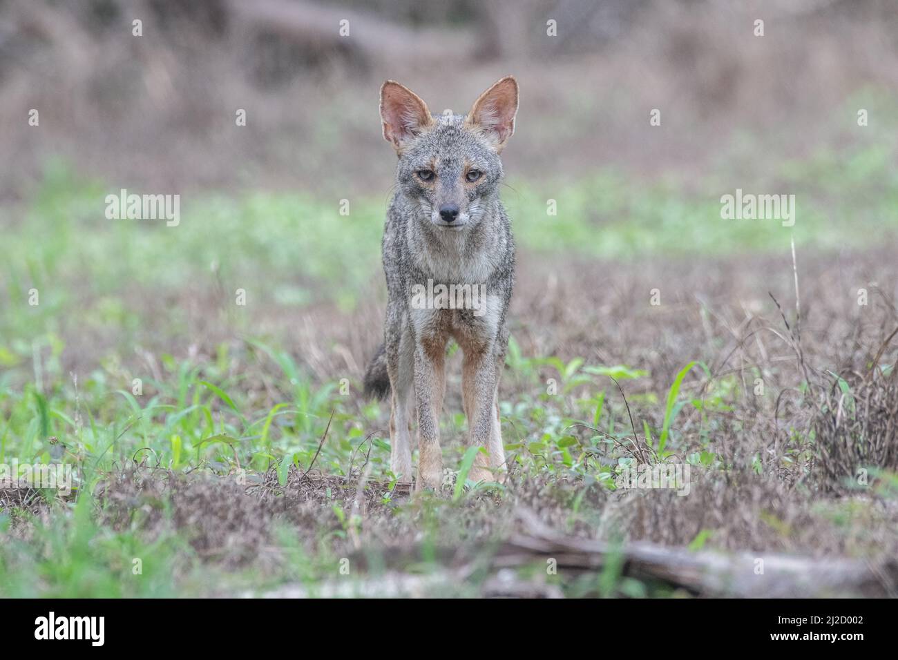 A portrait of a Sechuran fox (Lycalopex sechurae) a small canid endemic to Peru and Ecuador in South America. Stock Photo