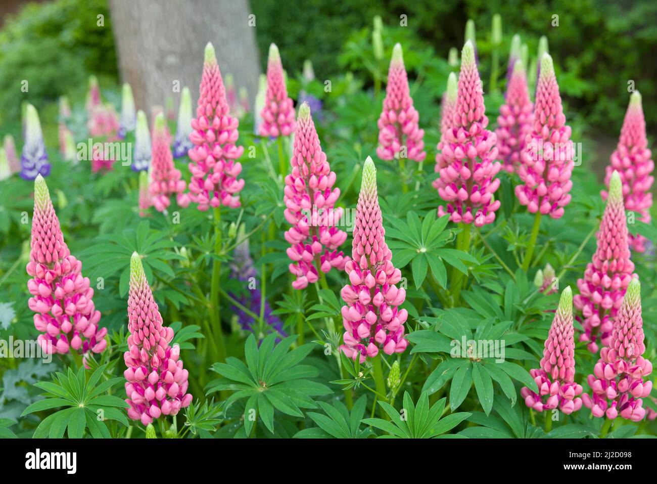 Pink lupin flowers, lupinus plants growing in an English garden in spring, UK Stock Photo