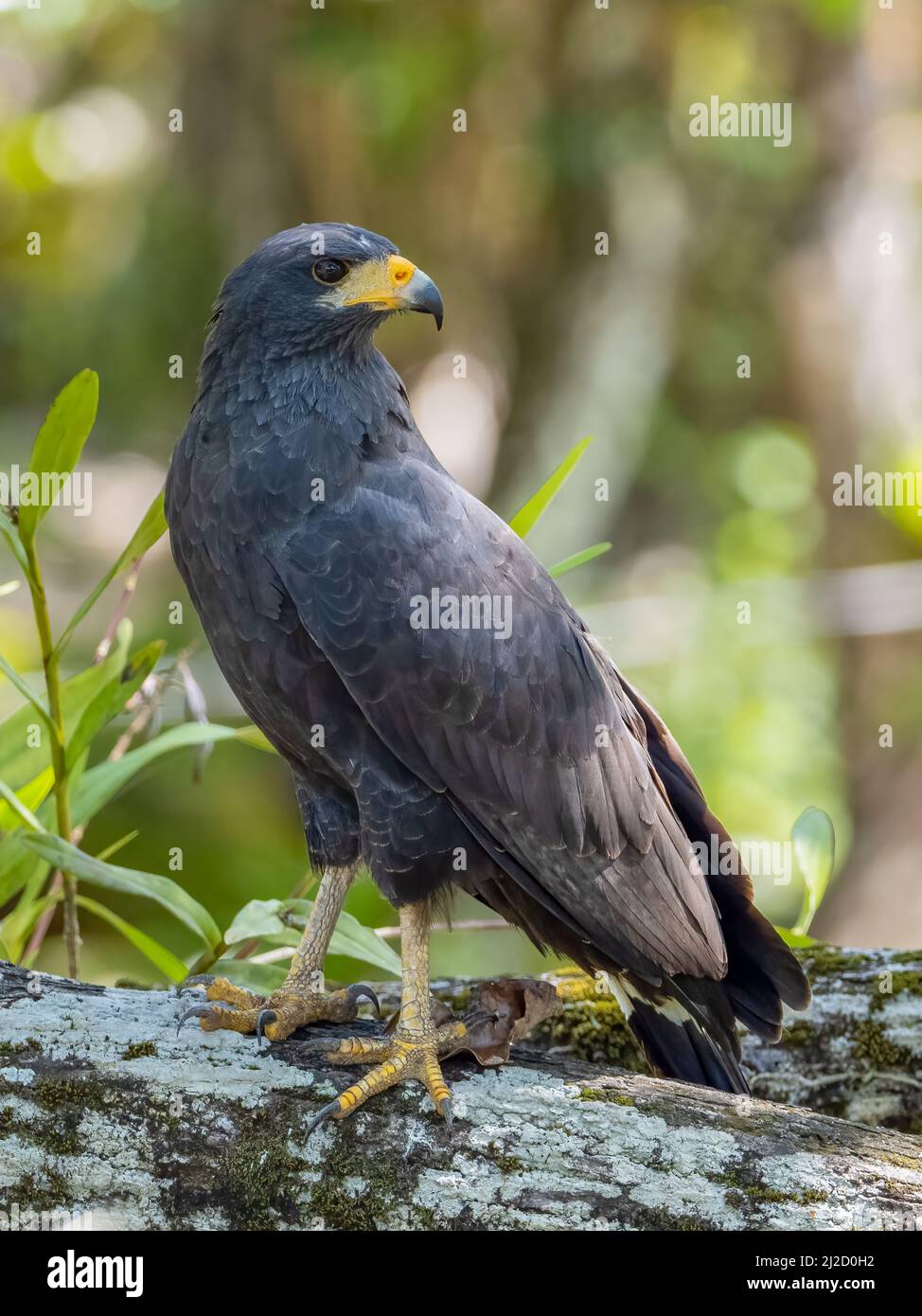 Common Black Hawk, Buteogallus anthracinus in Panama Stock Photo