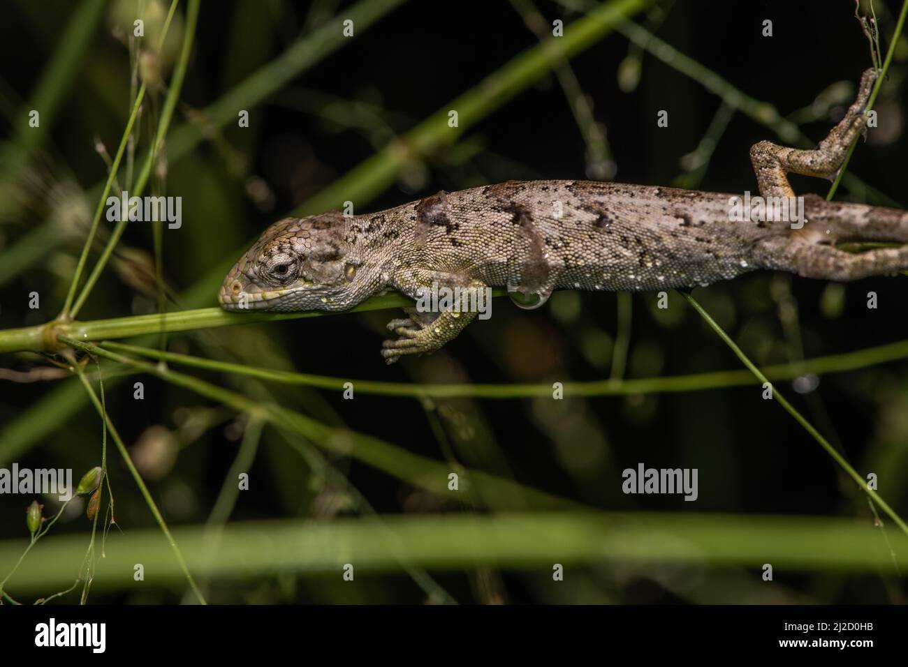 A juvenile Werner's bush anole (Polychrus femoralis) a lizard species ...