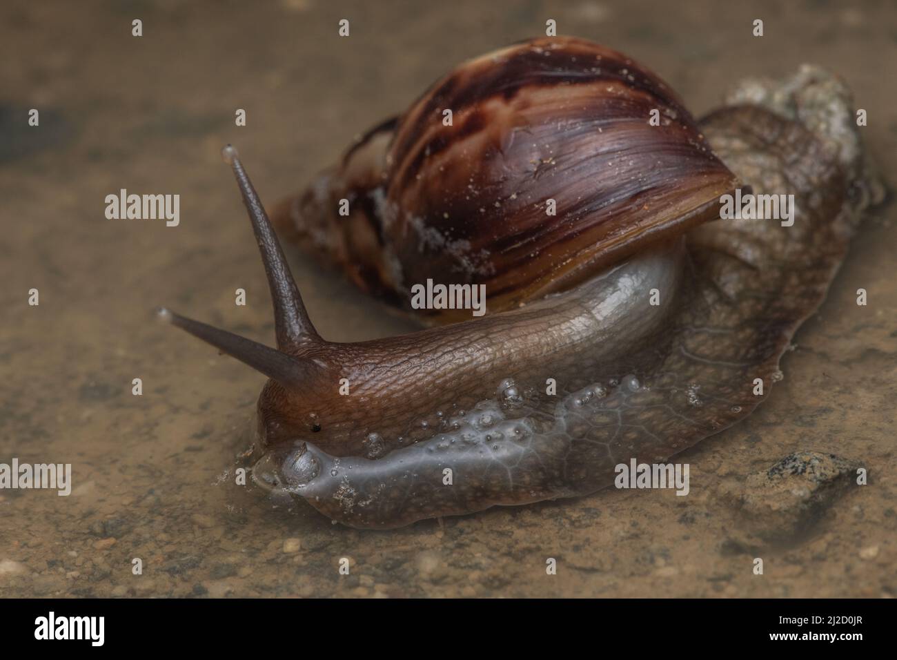 A Giant African land snail (Lissachatina fulica) from the dry forest of Ecuador, an invasive species widespread across many areas. Stock Photo