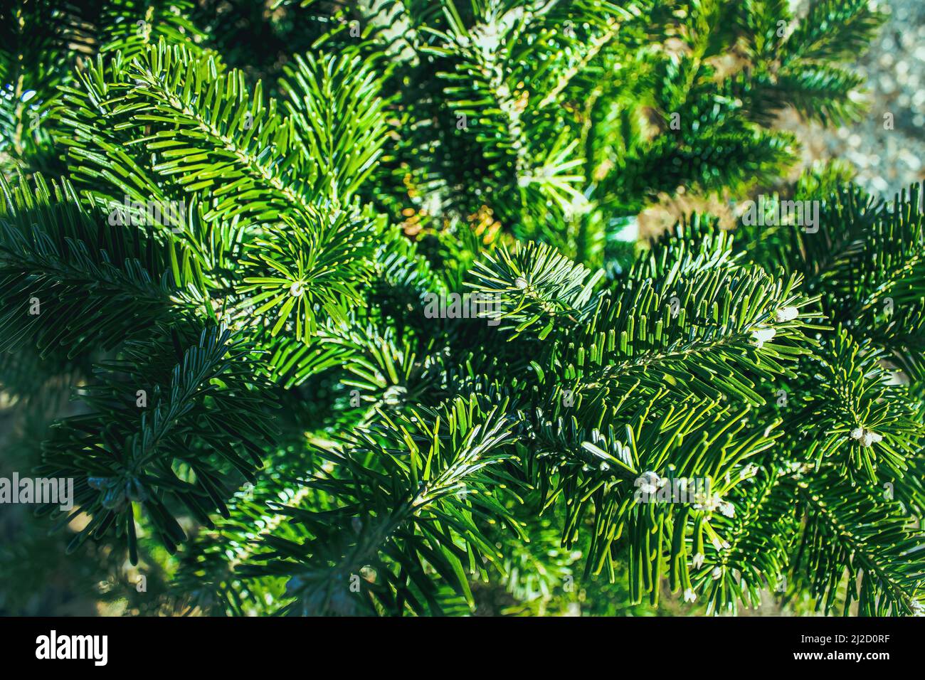 Small white patterns can be seen on the pine needles of this serbian spruce. Stock Photo