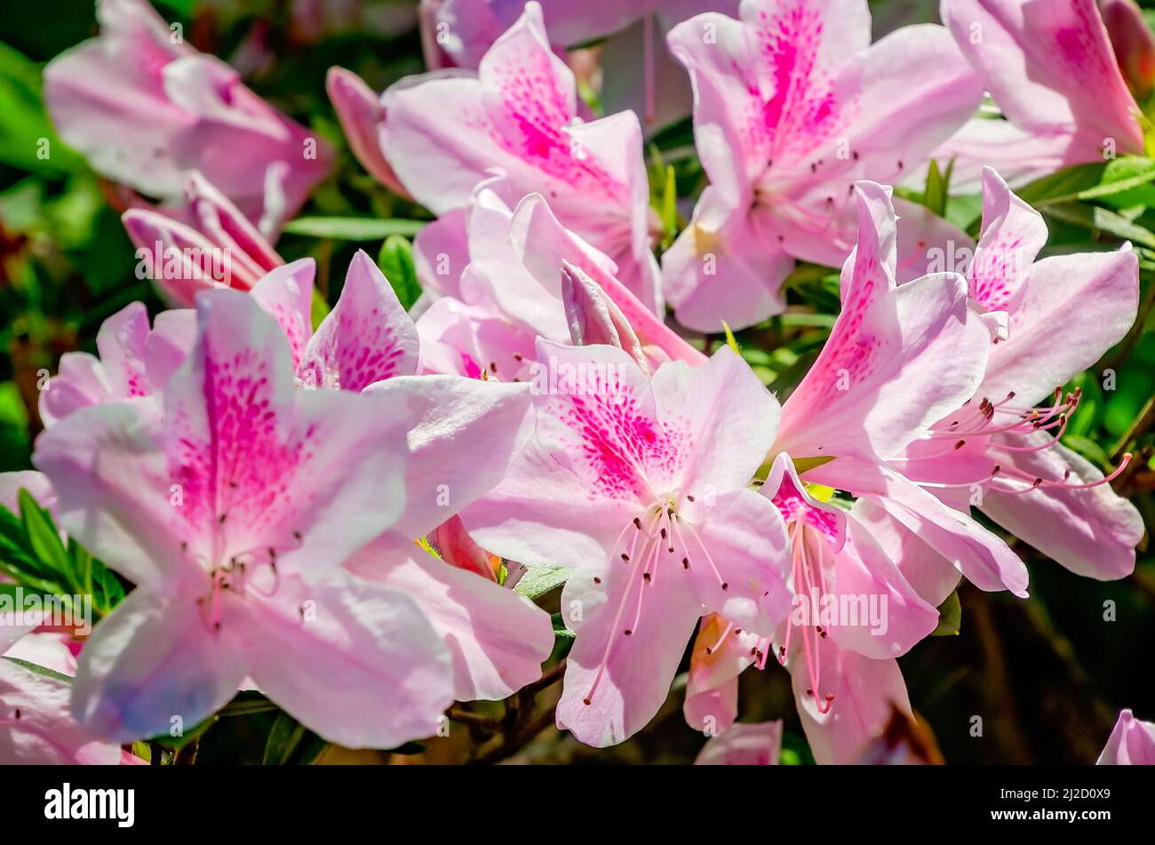 Indian azaleas bloom in Washington Square, March 26, 2022, in Mobile, Alabama. Stock Photo