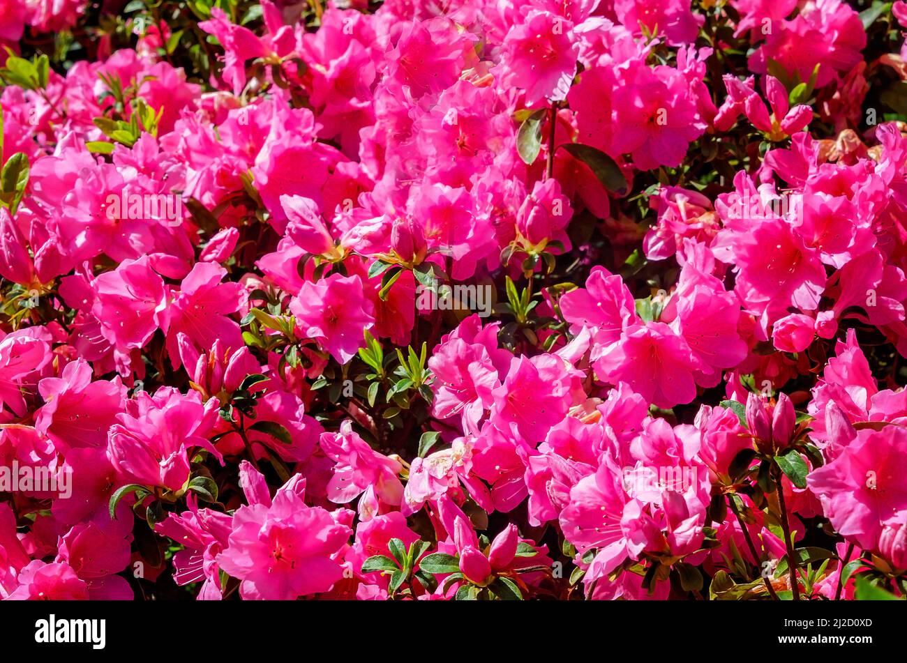 Southern Indian azaleas bloom in Washington Square, March 26, 2022, in Mobile, Alabama. Stock Photo