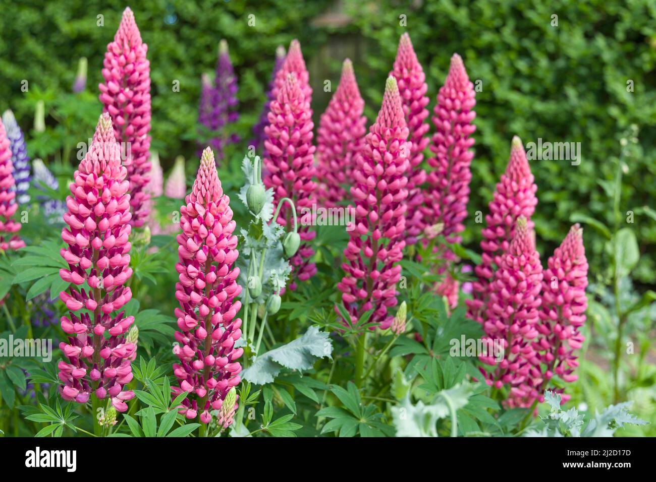 Lupins, lupin plant (lupinus) with pink flowers growing in a back garden, UK Stock Photo