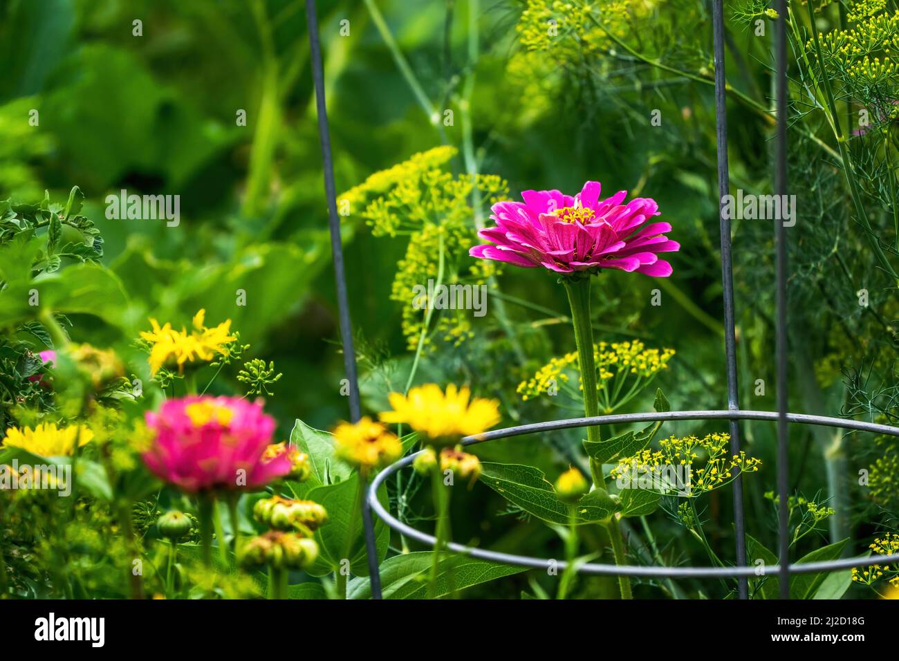 A blooming pink Zinnia flower, growing tall, stands out in a Community Garden. Stock Photo