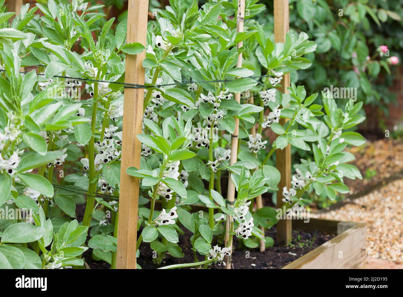 Vegetable garden UK with broad bean plants (fava beans), plants in flower Stock Photo