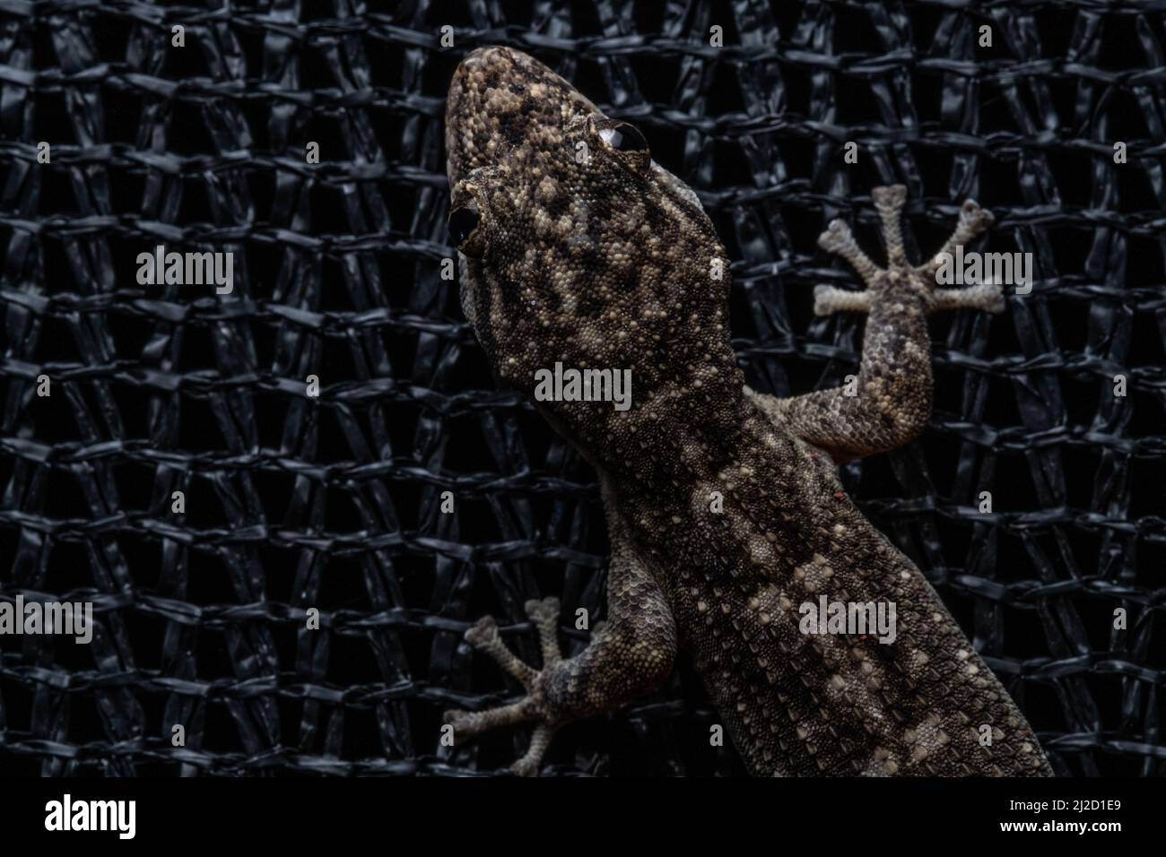 coastal leaf-toed gecko (Phyllodactylus reissii) climbs mesh netting in at the edge of dry forest in Ecuador. Stock Photo