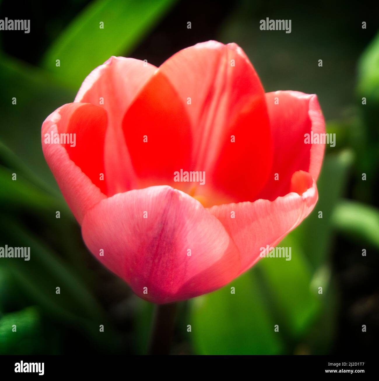 Tulipa sprengeri Victora BC Stock Photo