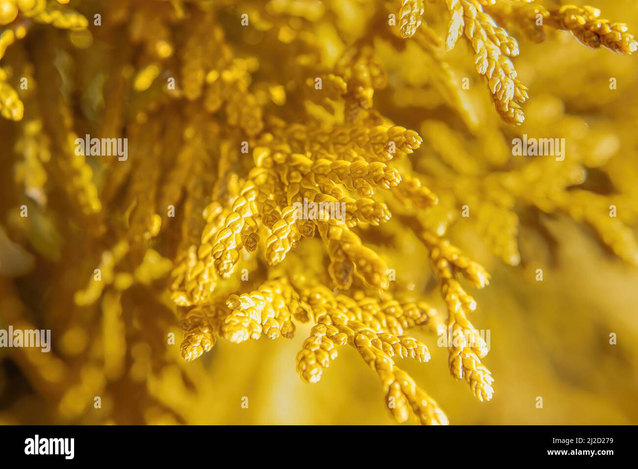 Thuja occidentalis known as gold drop shines brightly with the sun shining today Stock Photo