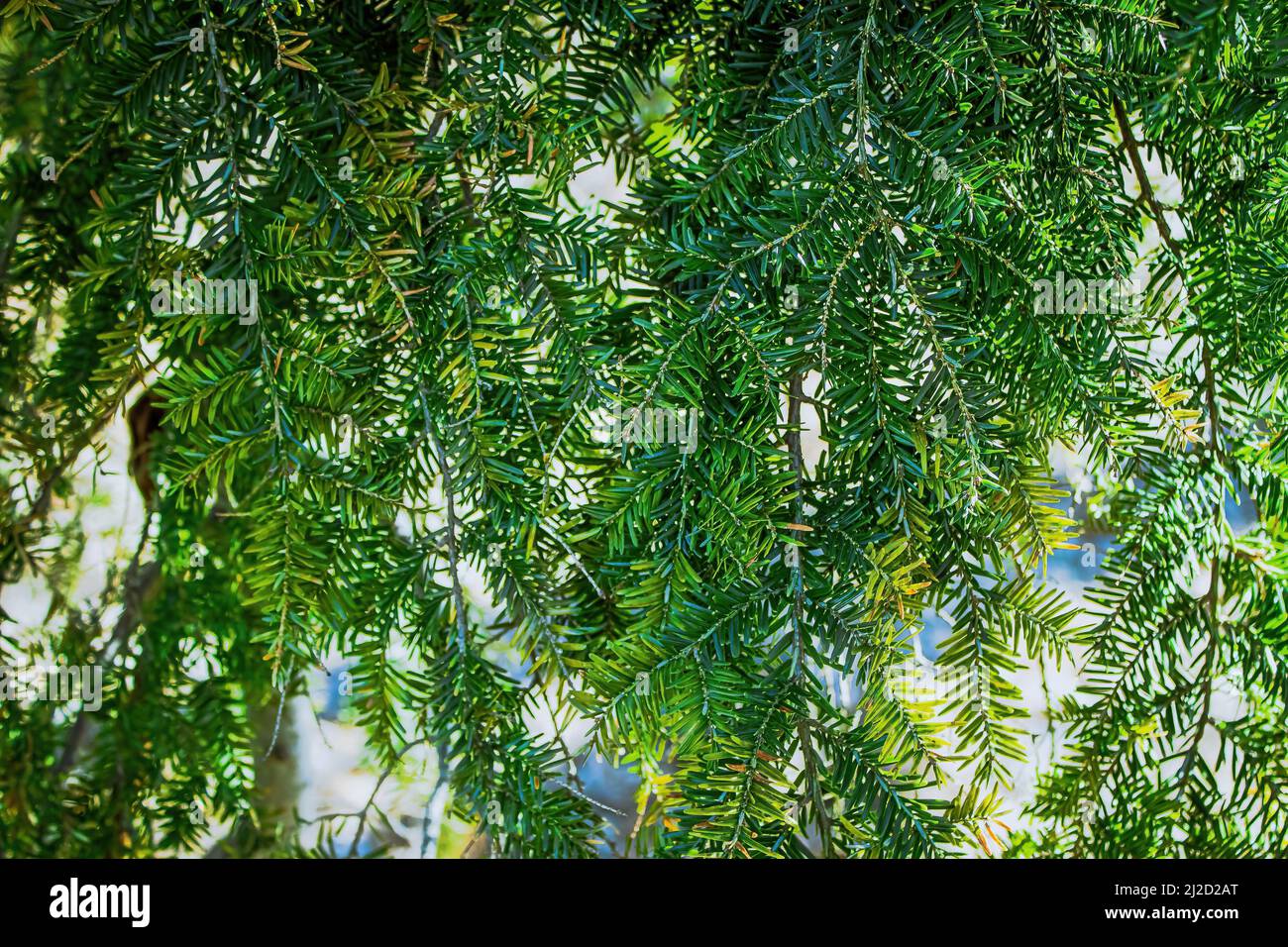 A close up of eastern hemlock in spring with bright natural sunlight Stock Photo