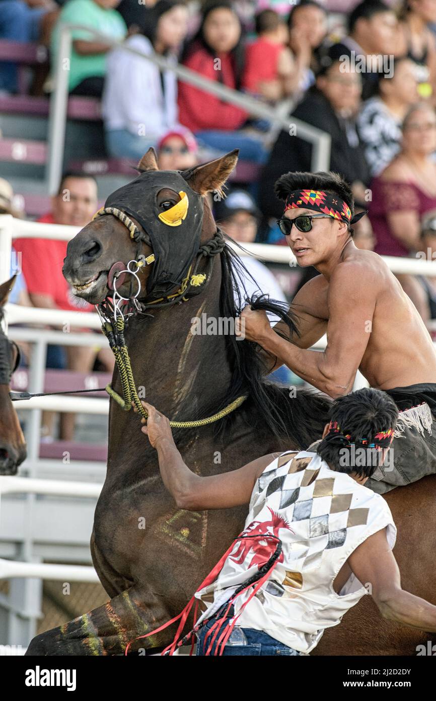 Blackfoot First Nations Indian Relay (horse) race, held in Strathmore