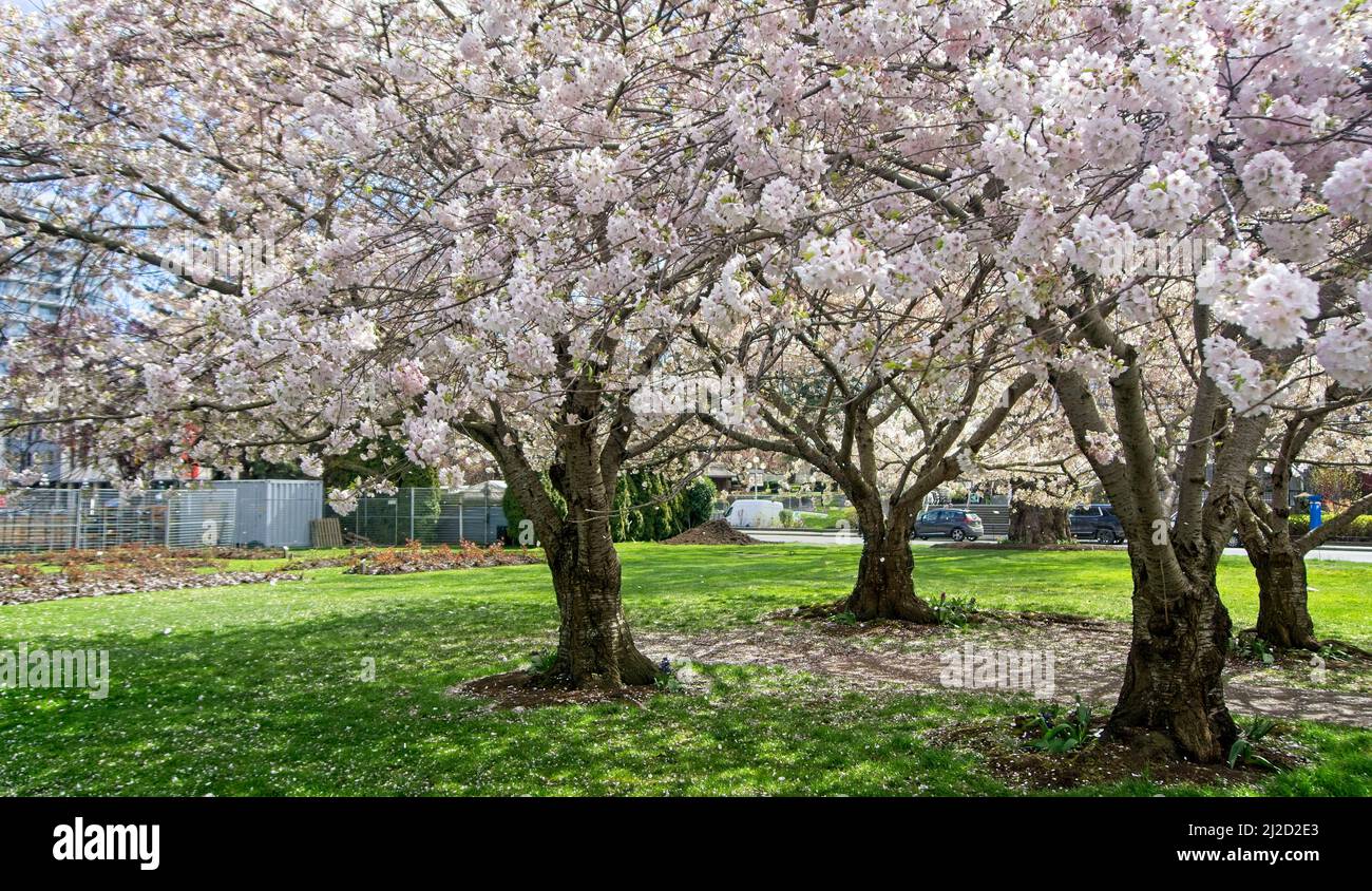 Blossom trees tree hires stock photography and images Alamy