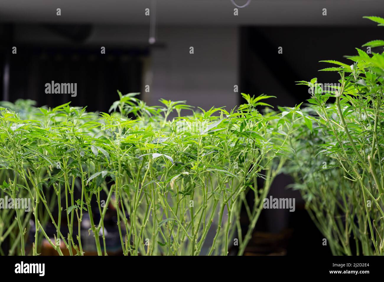 Indoor cannabis grow plantation with plants under LED and UV lamps