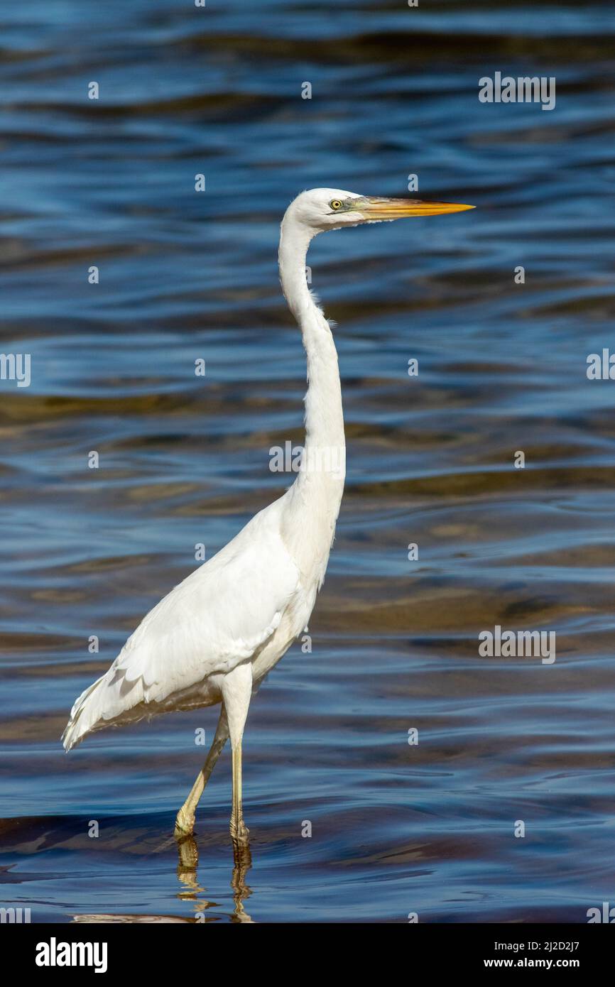 A portrait of a great white heron found in the Florida Keys National Marine Sanctuary and Great White Heron Preserve. Stock Photo