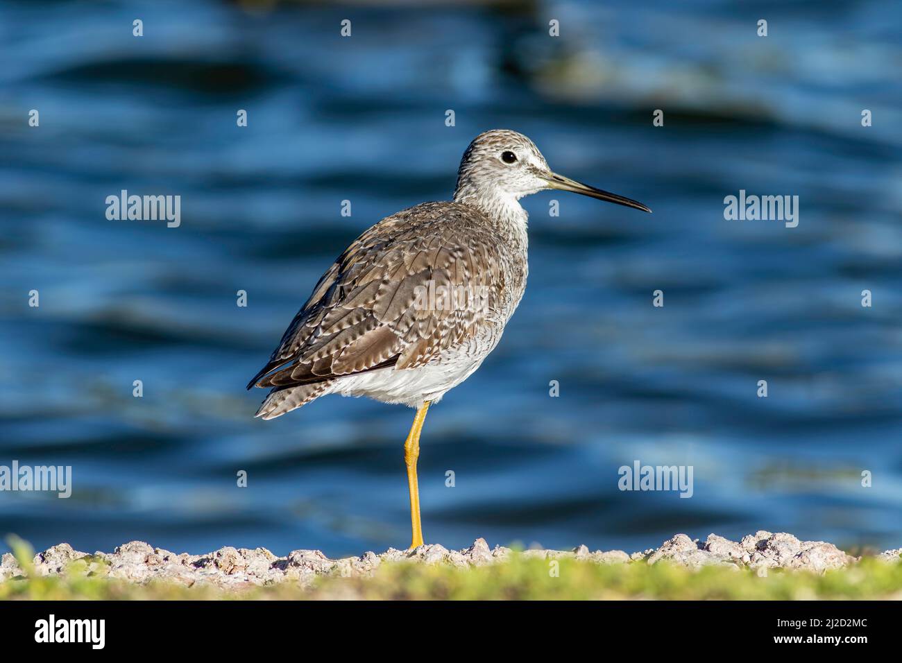 A greater yellowlegs bird standing on one leg near the water Stock