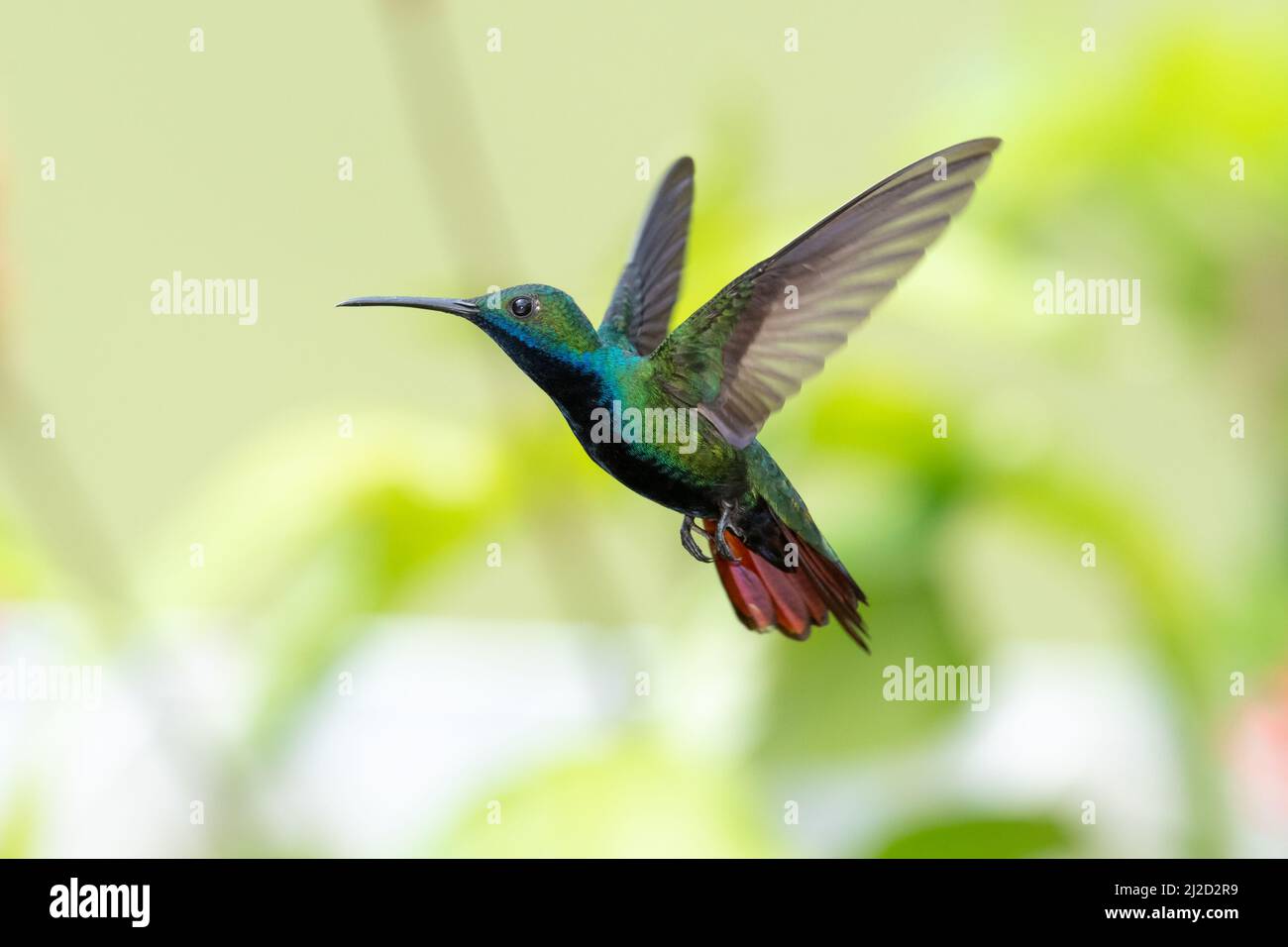 Stunning and vivid Black-throated Mango hummingbird, Anthracothorax nigricollis, hovering in a unique pose with a soft green background. Stock Photo
