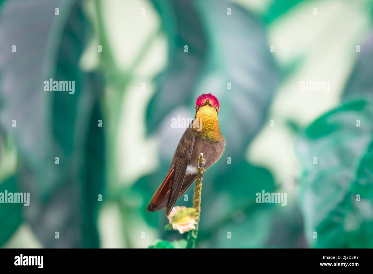 Vivid Ruby Topaz hummingbird, Chrysolampis mosquitus, perched on a branch looking at camera with glittering gold and red feathers. Stock Photo