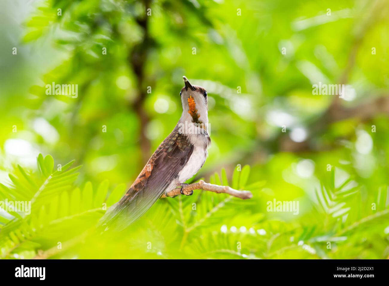 Beautiful female Ruby Topaz hummingbird, Chrysolampis mosquitus, with her gold feathers shining in a dreamy green scene. Stock Photo