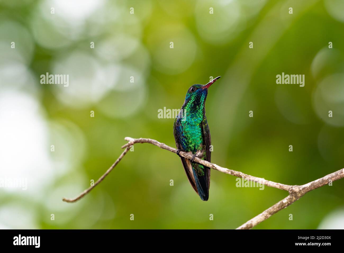 Shiny and iridescent Blue-chinned Sapphire hummingbird, Chlorestes notata, perched on a branch with beautiful bokeh in the background. Stock Photo