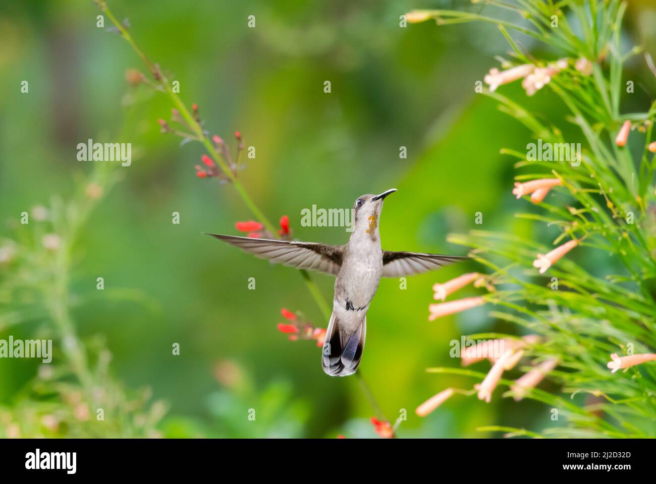 Dreamy scene of a female Ruby Topaz hummingbird, Chrysolampis mosquitus, with wings spread surrounded by vivid pastel colored flowers. Stock Photo