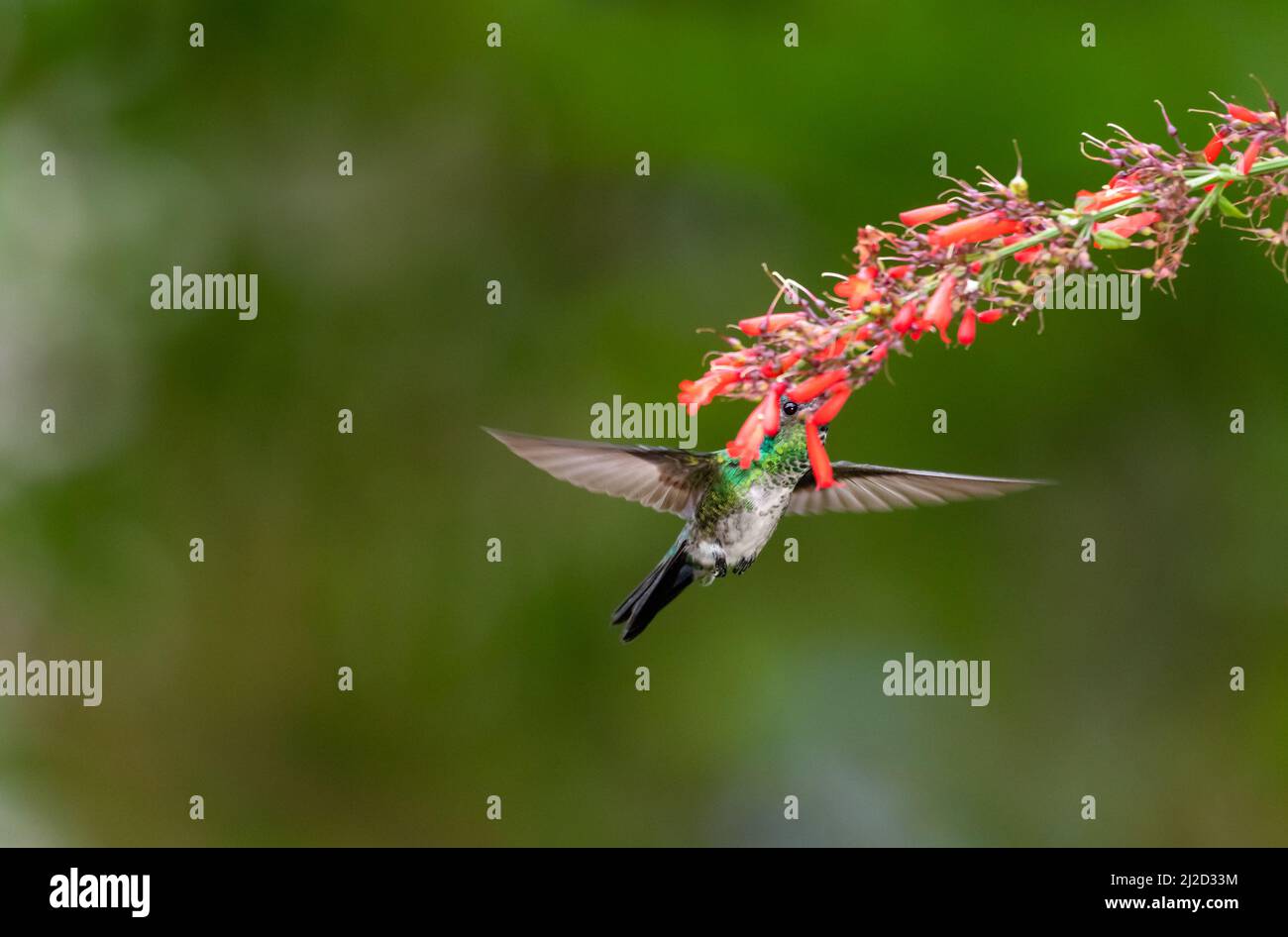 Minimalistic photo of a Blue-chinned Sapphire hummingbird, Chlorestes notata, feeding on red flowers in vivid color. Stock Photo