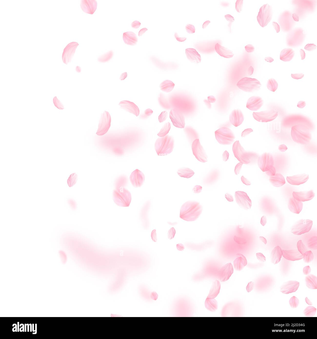 Sakura petals falling down. Romantic pink flowers gradient. Flying petals on white square background. Love, romance concept. Sublime wedding invitatio Stock Photo