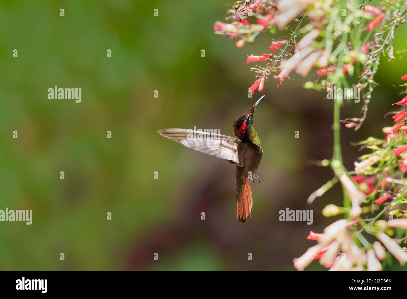 Dreamy scene of a Ruby Topaz hummingbird, Chrysolampis Mosquitus, hovering amongst colorful flowers in a tropical garden. Stock Photo