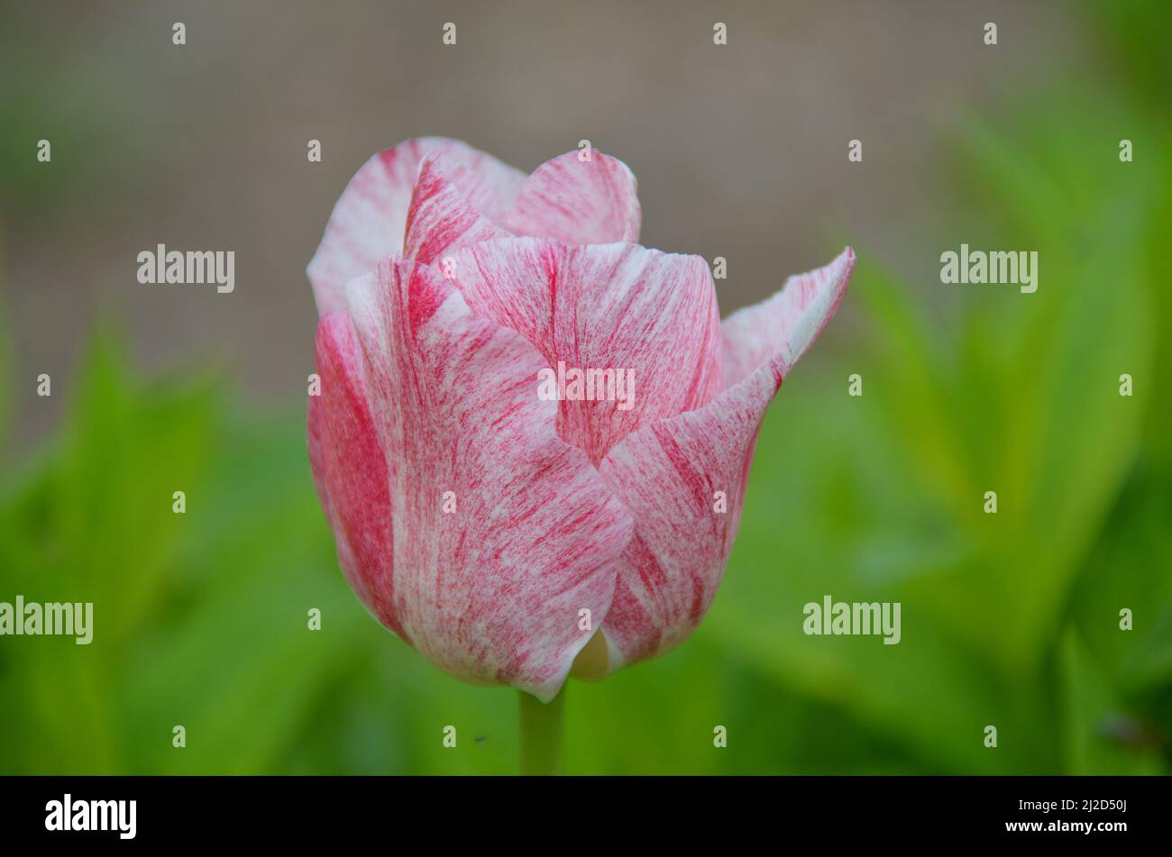 Beautiful tulip with mixed pink colours Stock Photo