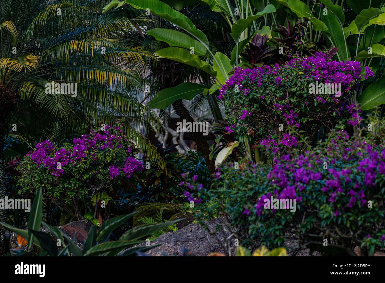 plants in paradise Stock Photo - Alamy