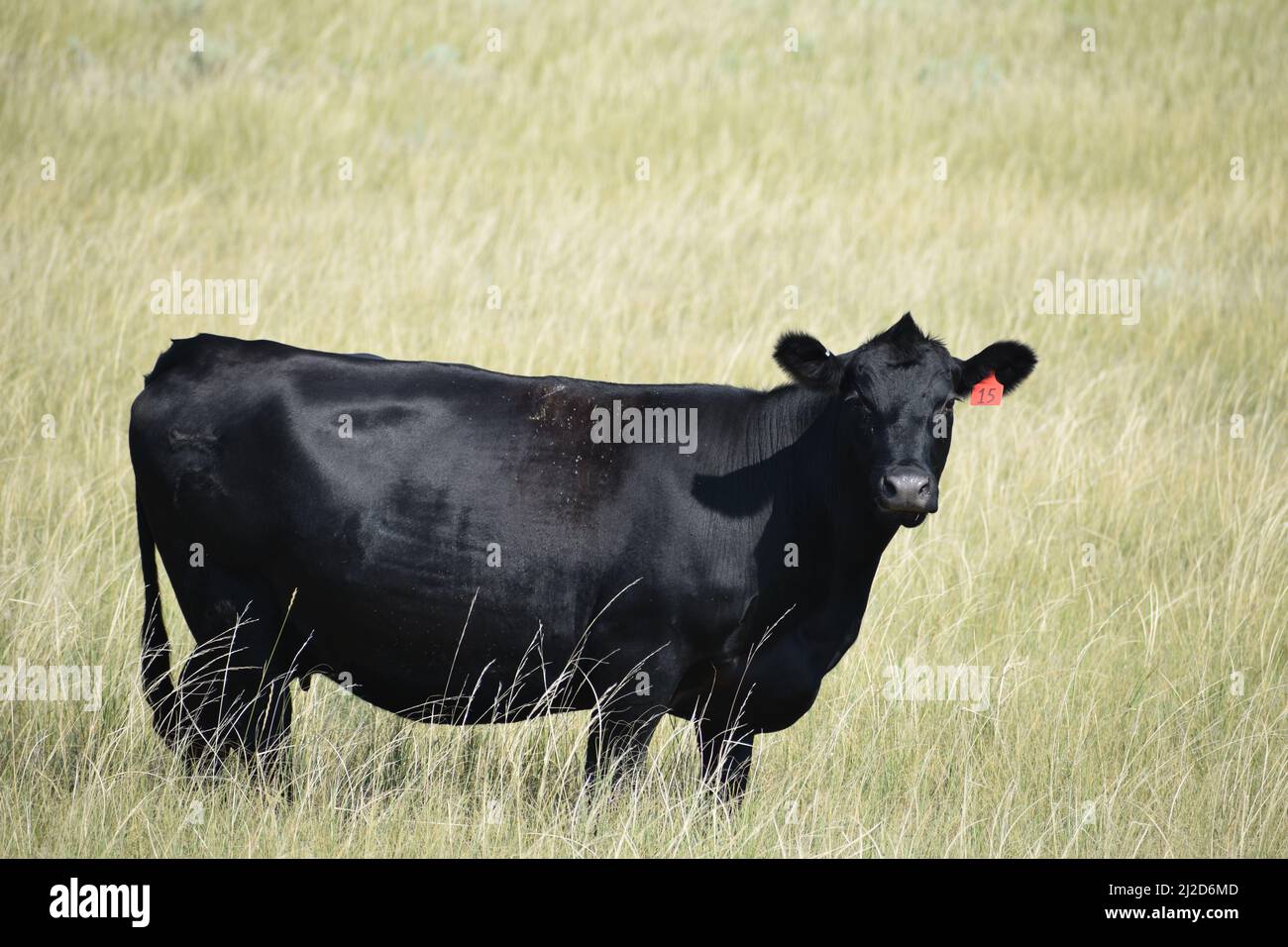 Black angus cow standing in a dry field on the plains of eastern Colorado - August 2021 Stock Photo