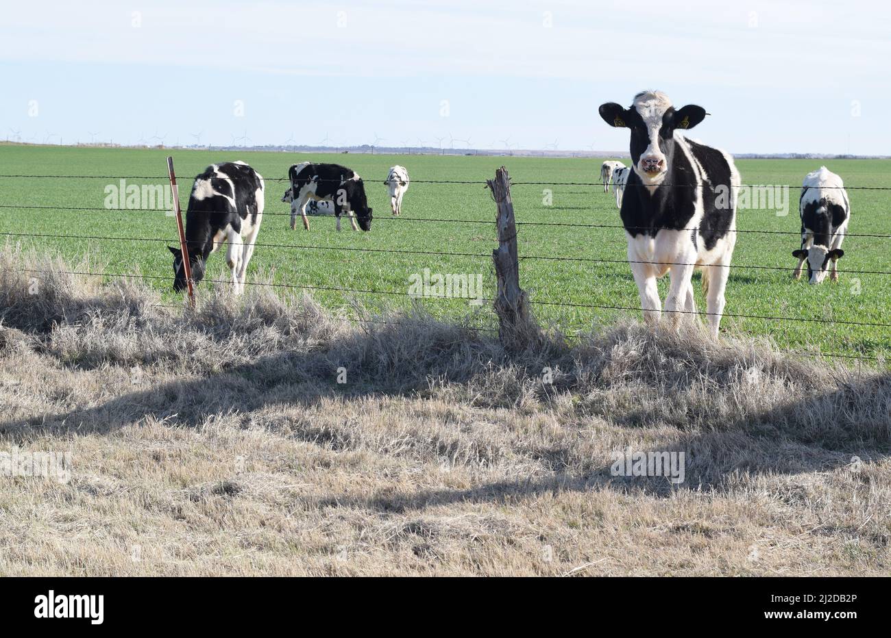 Holstein cows grazing hi-res stock photography and images - Alamy