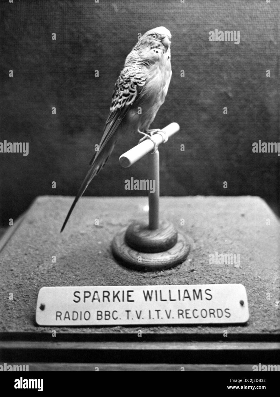 Stuffed budgie Sparkie Williams at Newcastle's Hancock Museum.Sparkie wowed television audiences in the 1950s with his talking act through appearances in adverts and on novelty programmes.    The bird, owned by teacher Mattie Williams, of Forest Hall, North Tyneside, toured the country performing tricks and showing off an extensive vocabulary. August 1986. Stock Photo