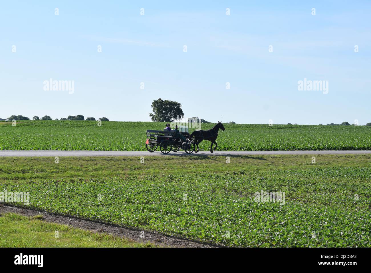 An Amish woman in a buggy stares at a photographer taking her photo near Arthur, Illinois Stock Photo