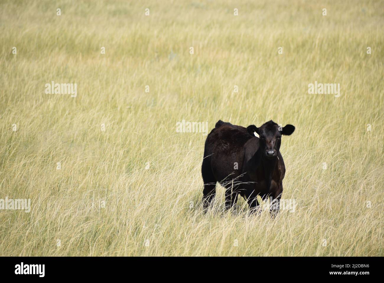 Black angus cow standing in a dry field on the plains of eastern Colorado - August 2021 Stock Photo