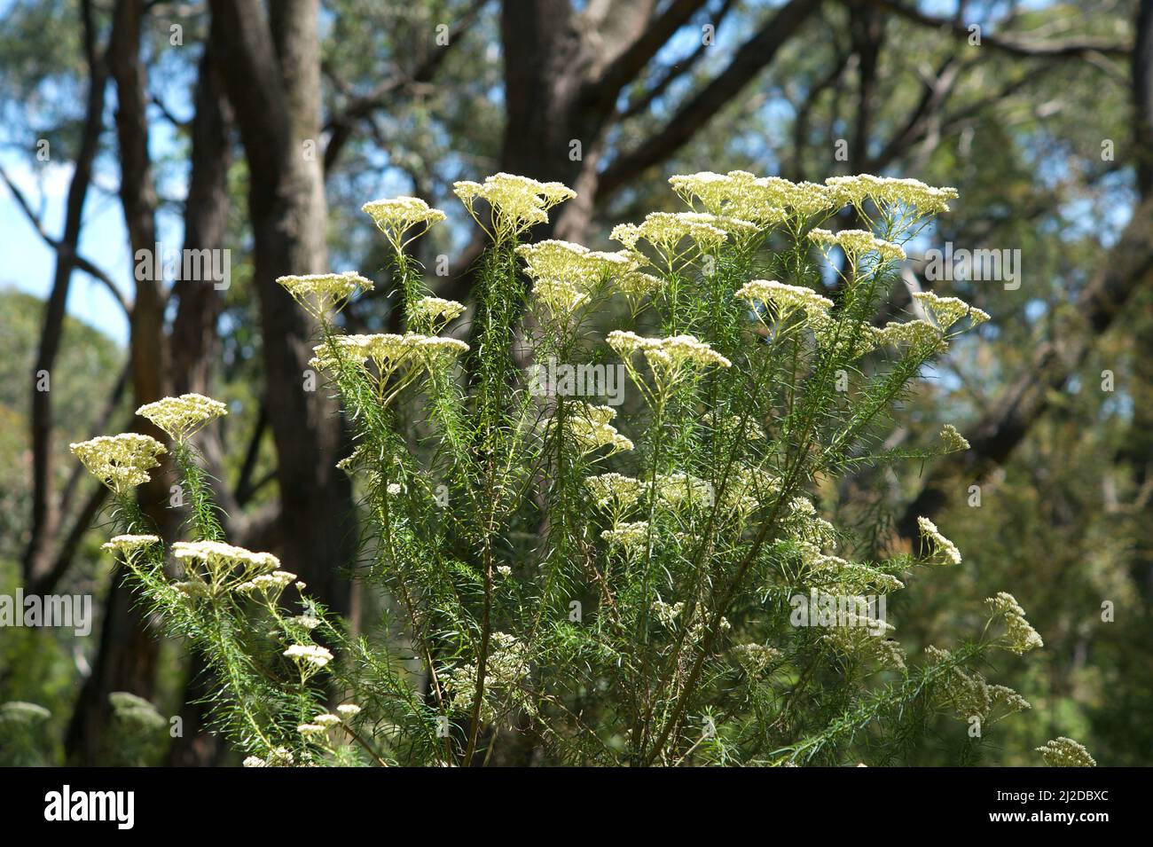 Dogwood is one of the most common plants in Australia. This is Shiny Dogwood (Cassinia Longifolia), which has longer leaves than Common Dogwood. Stock Photo